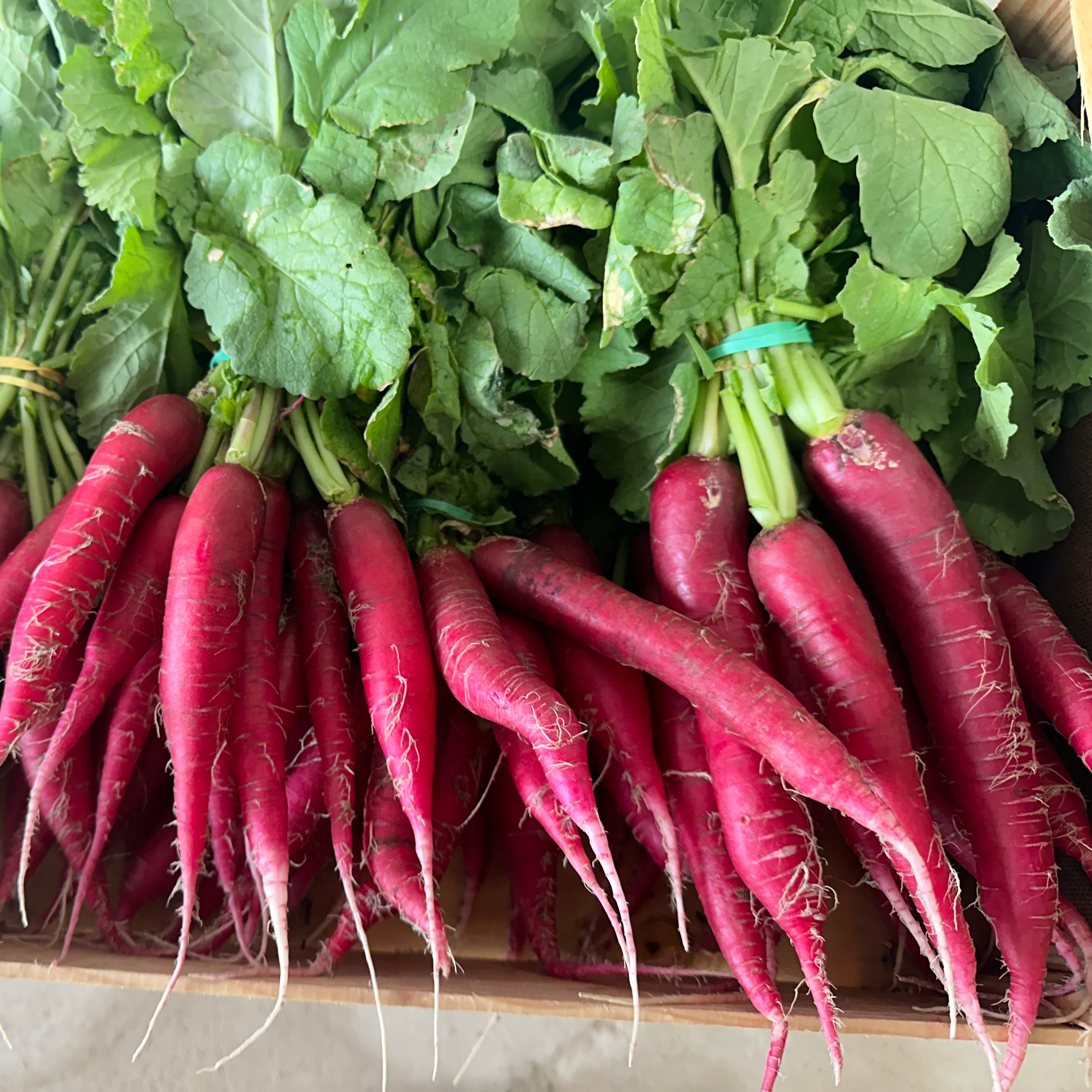 Radis Catalan (botte)