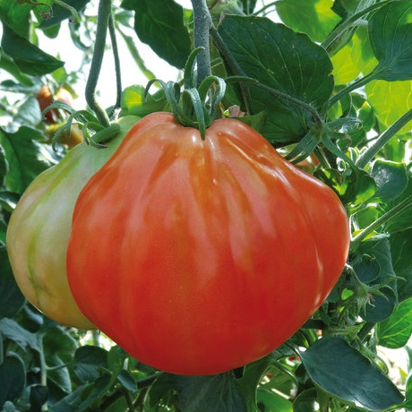 Tomates toutes variétés