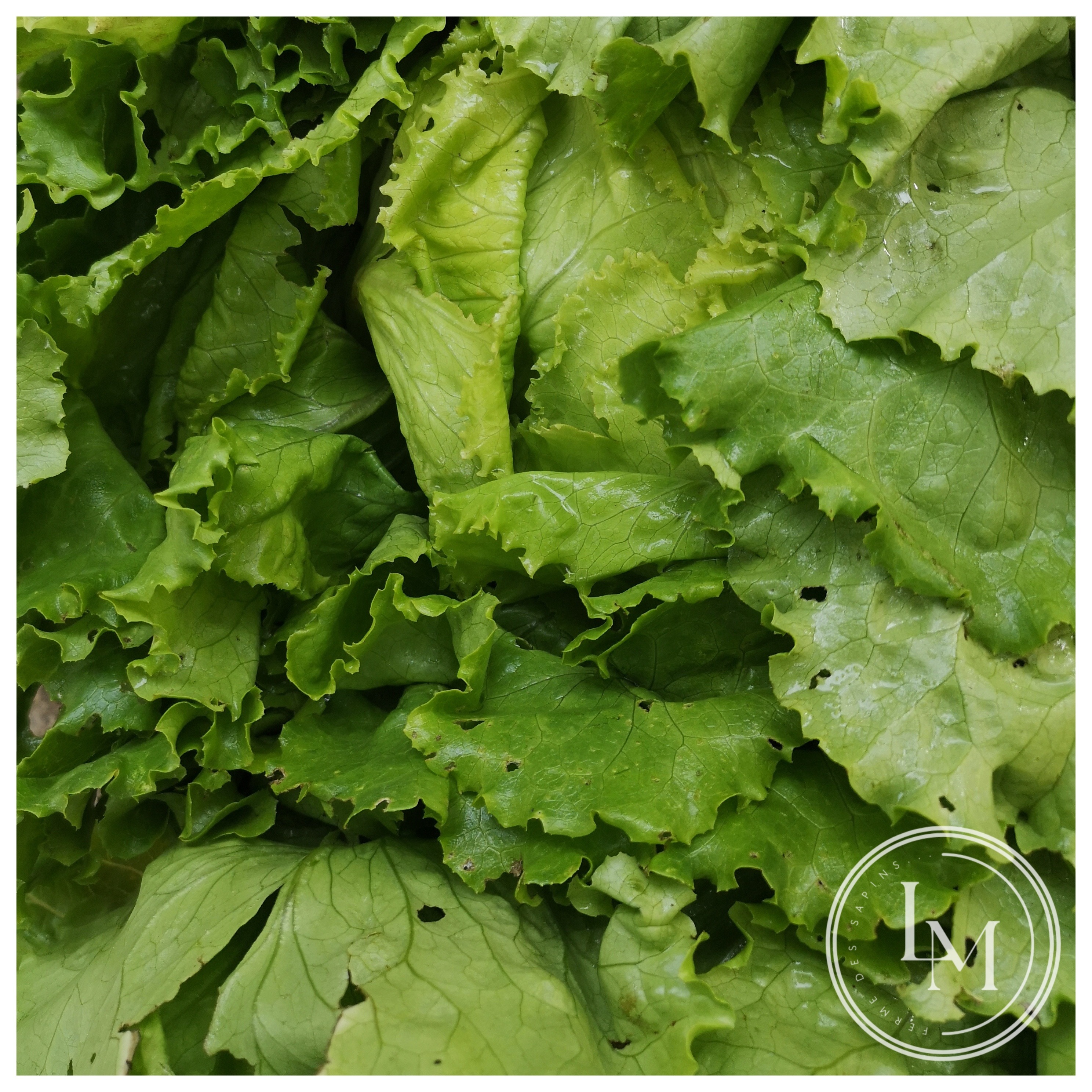 Salade verte (pièce)