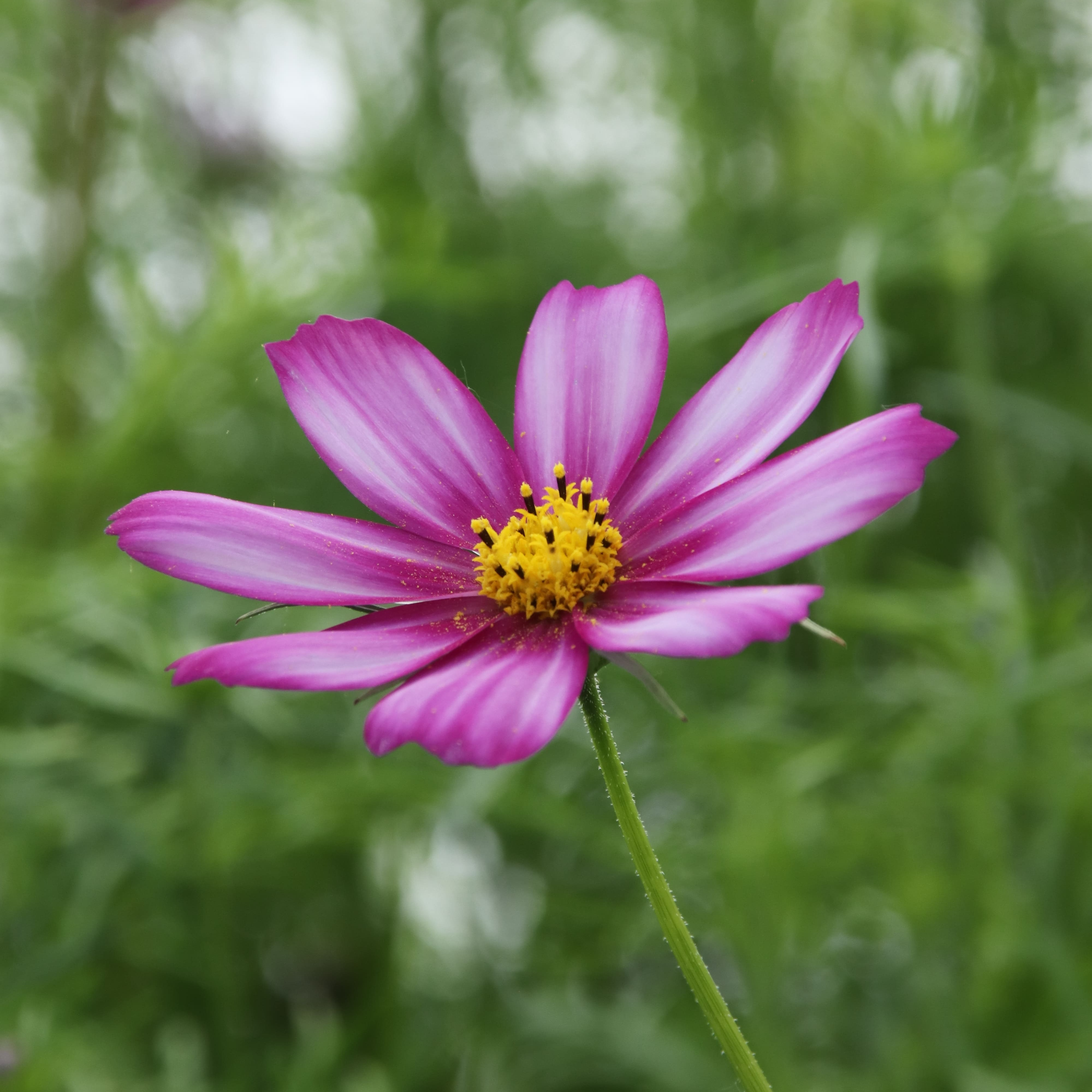 Cosmos simple