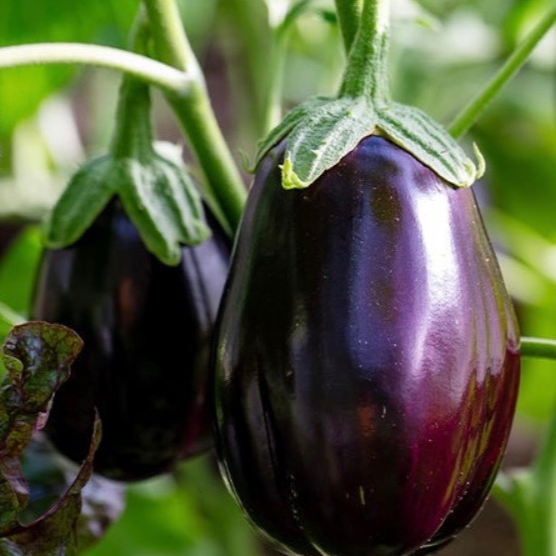 Aubergine