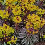 Euphorbia Miners Merlot