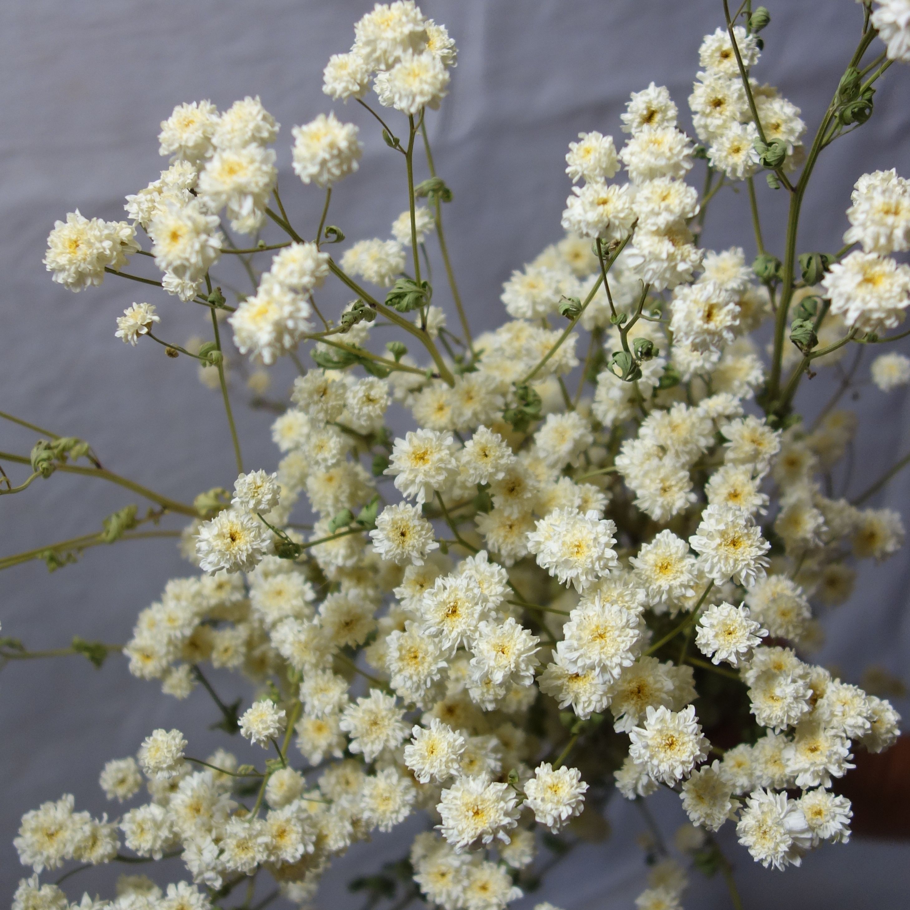 Camomille Tetra white