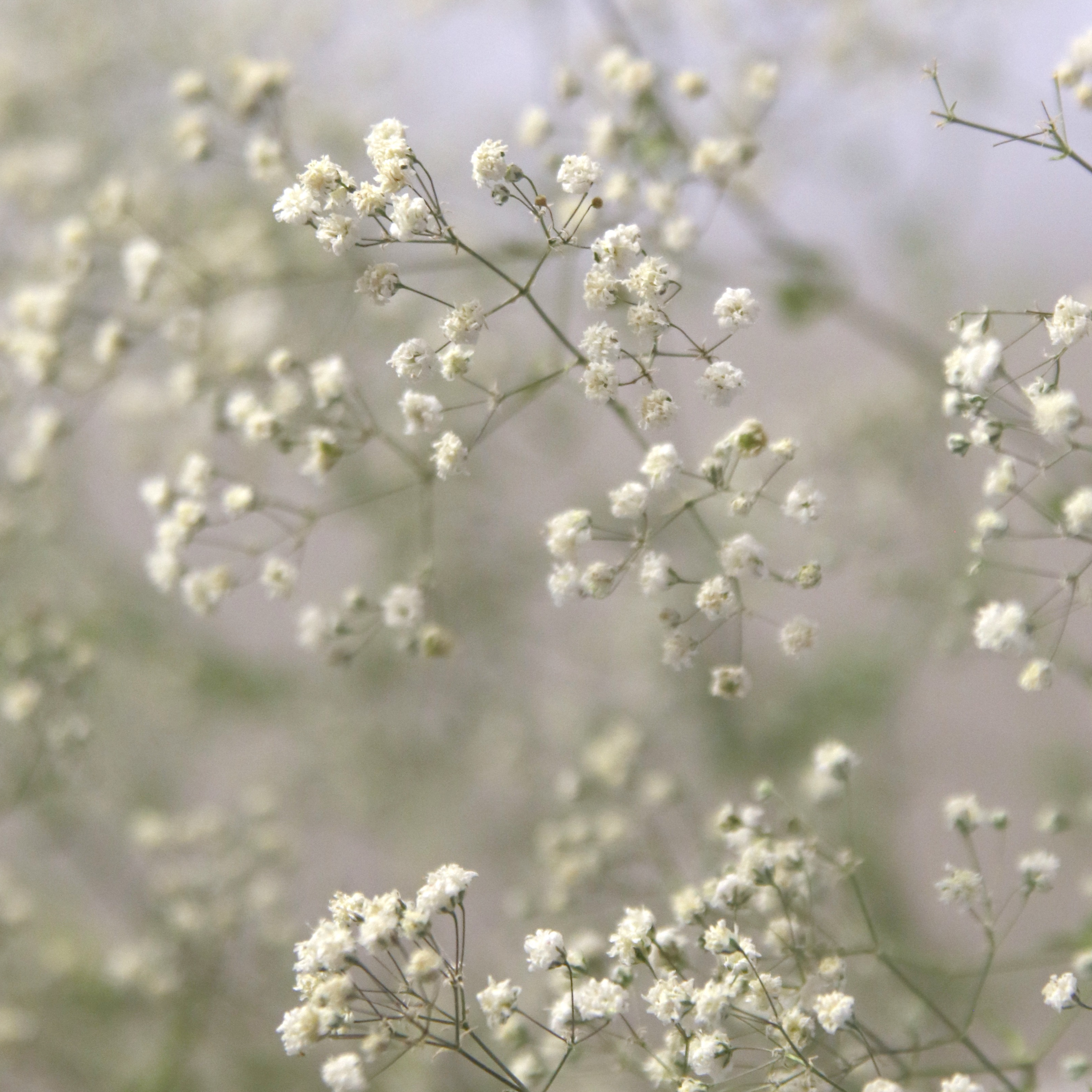 Gypsophile Blanc séché