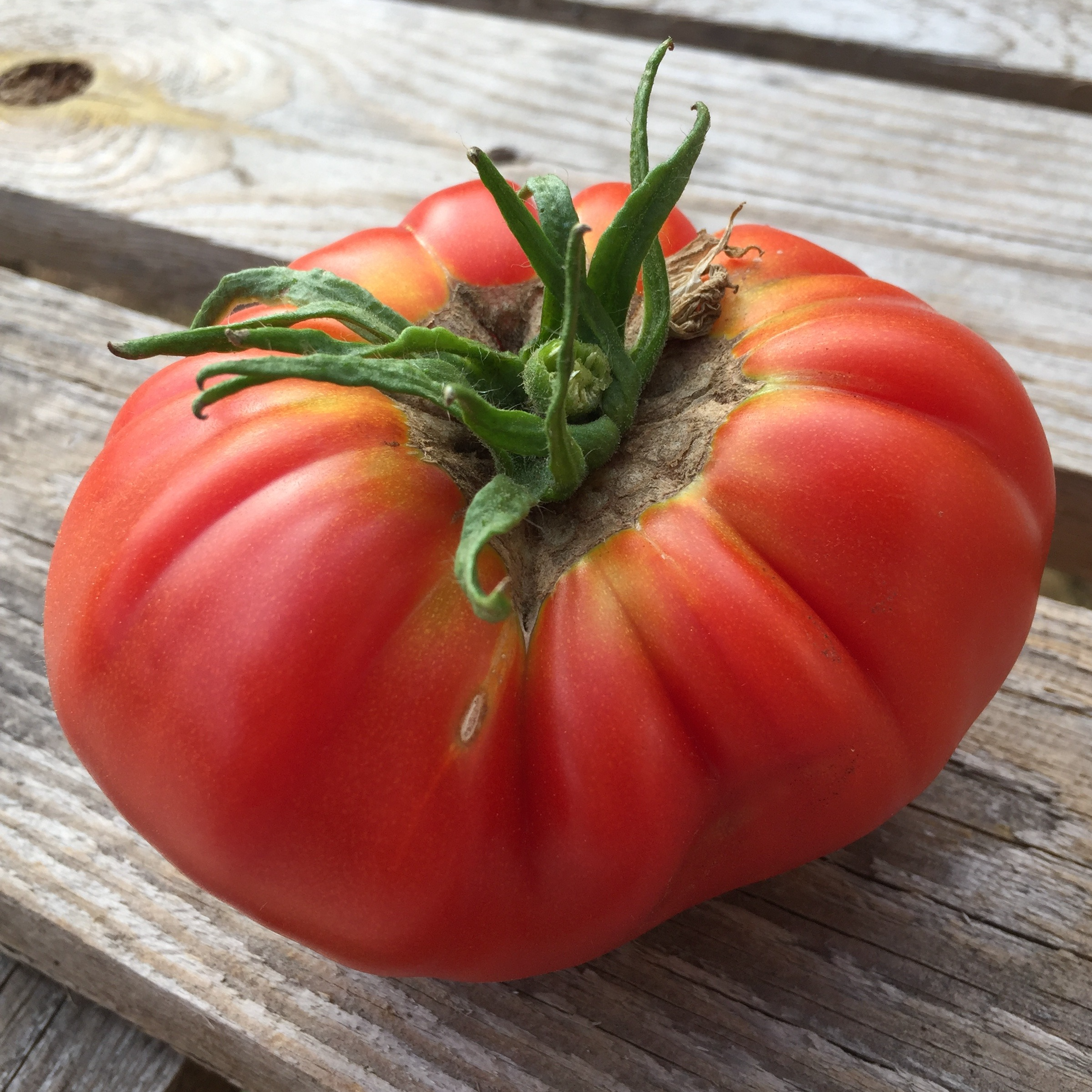Tomate Marmande - godet 8 cm