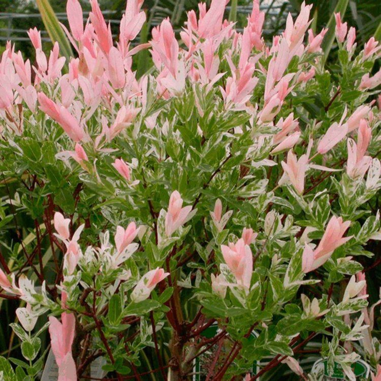Saule Crevette - Salix integra "Hakuro Nishiki"