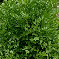 Céleri perpétuel / Livèche - pot 1L