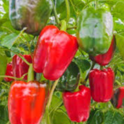 0.500g de poivrons varies bio ab 66 roussillon