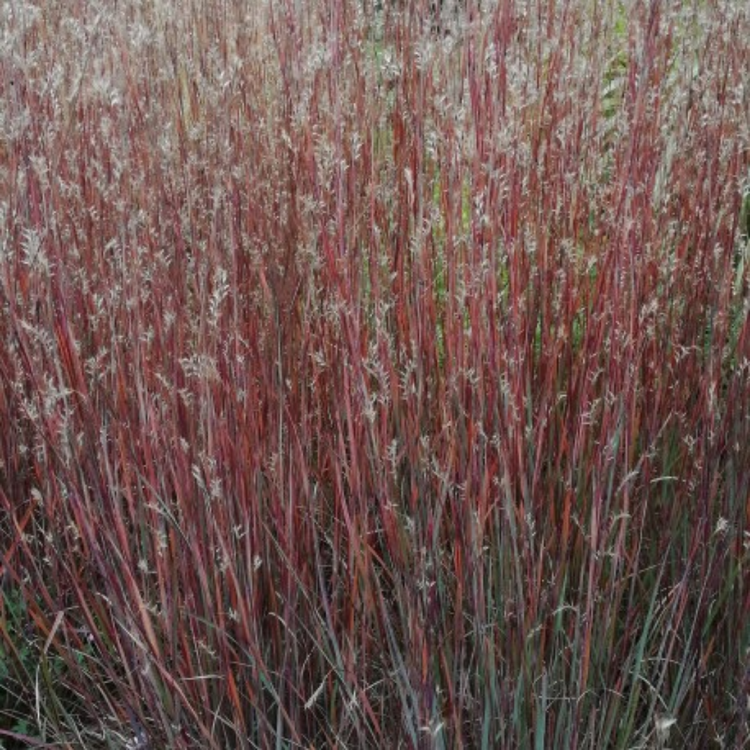 Schizachiryum scoparium ‘Blue Heaven’