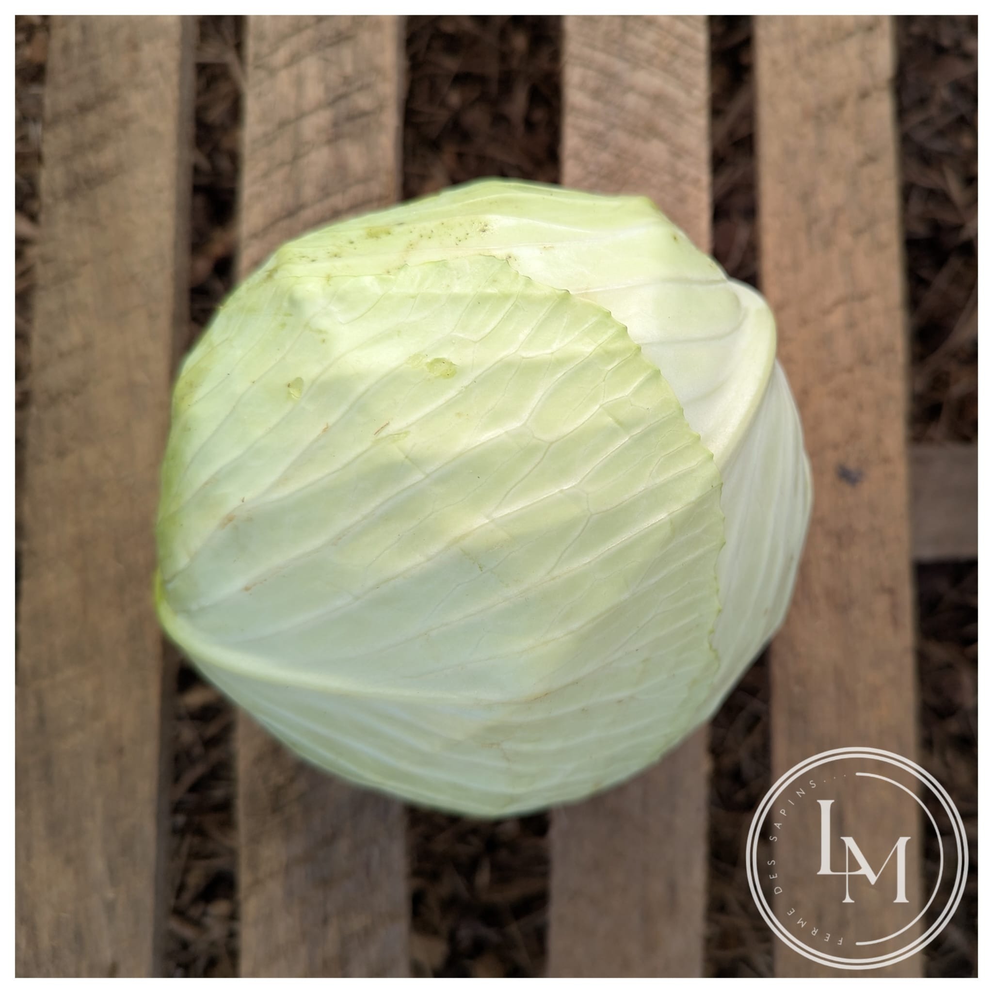 Chou cabus vert (calibre environ 600g, vendu au kg)