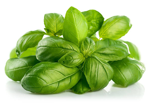 Basilic