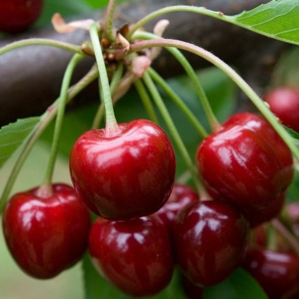 Cerise 🍒
