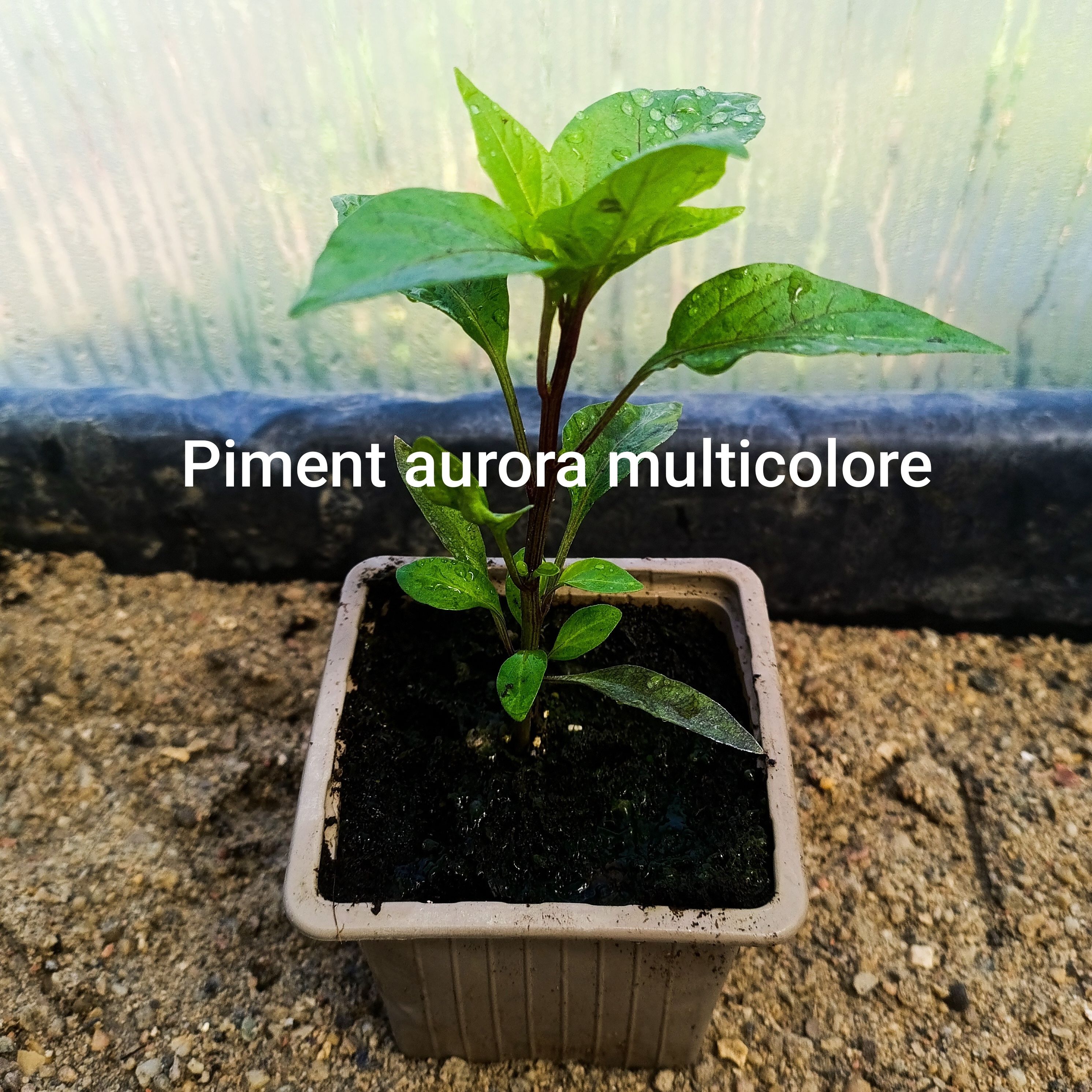 Plant légume - piment multicolore aurora (fort)