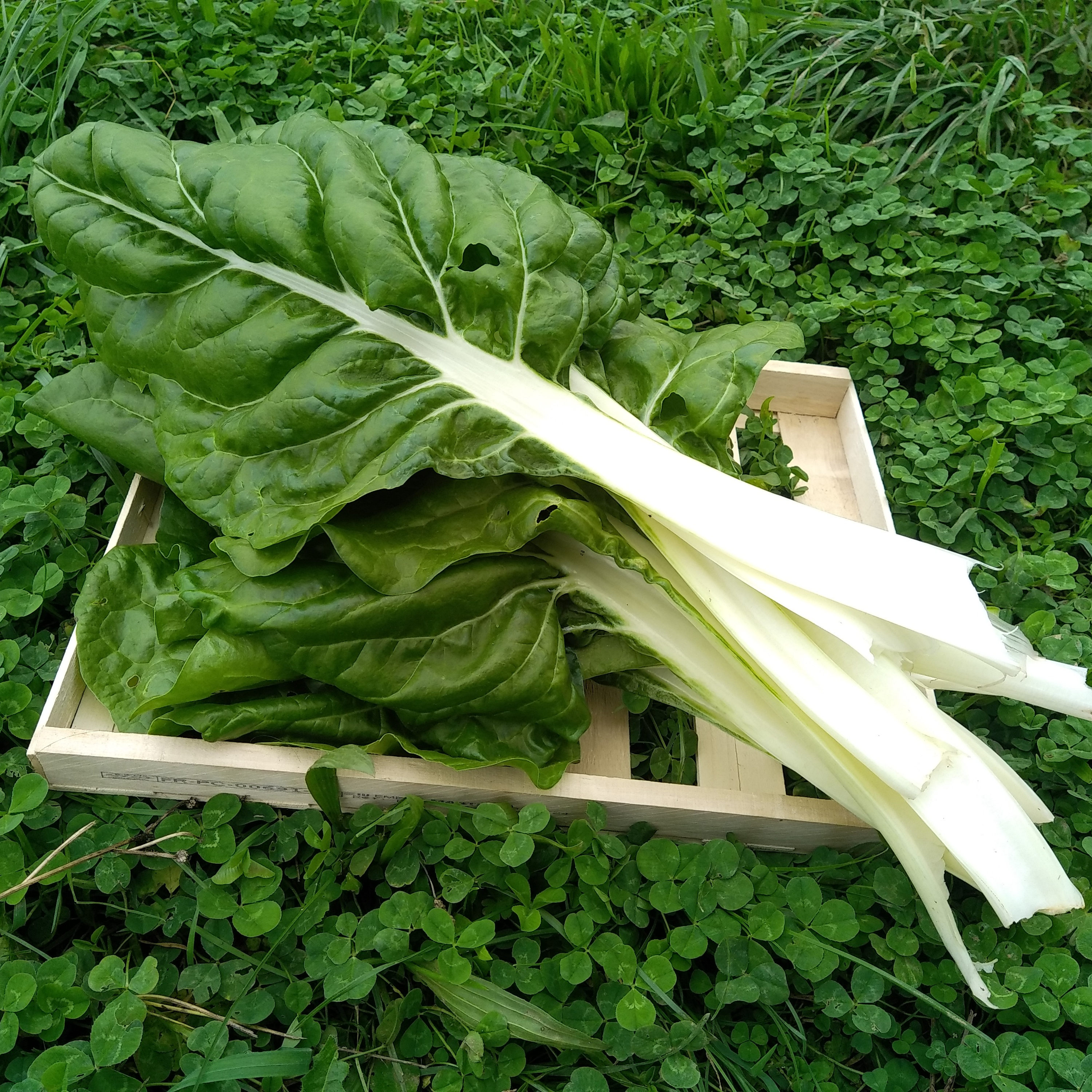 Blette - botte - 700g