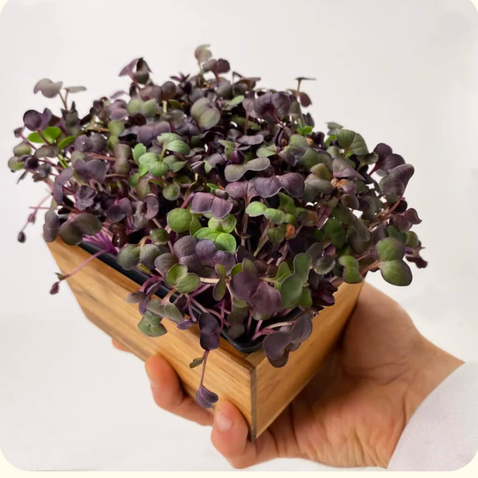 Micro-Pousse Radis Sango - 20g