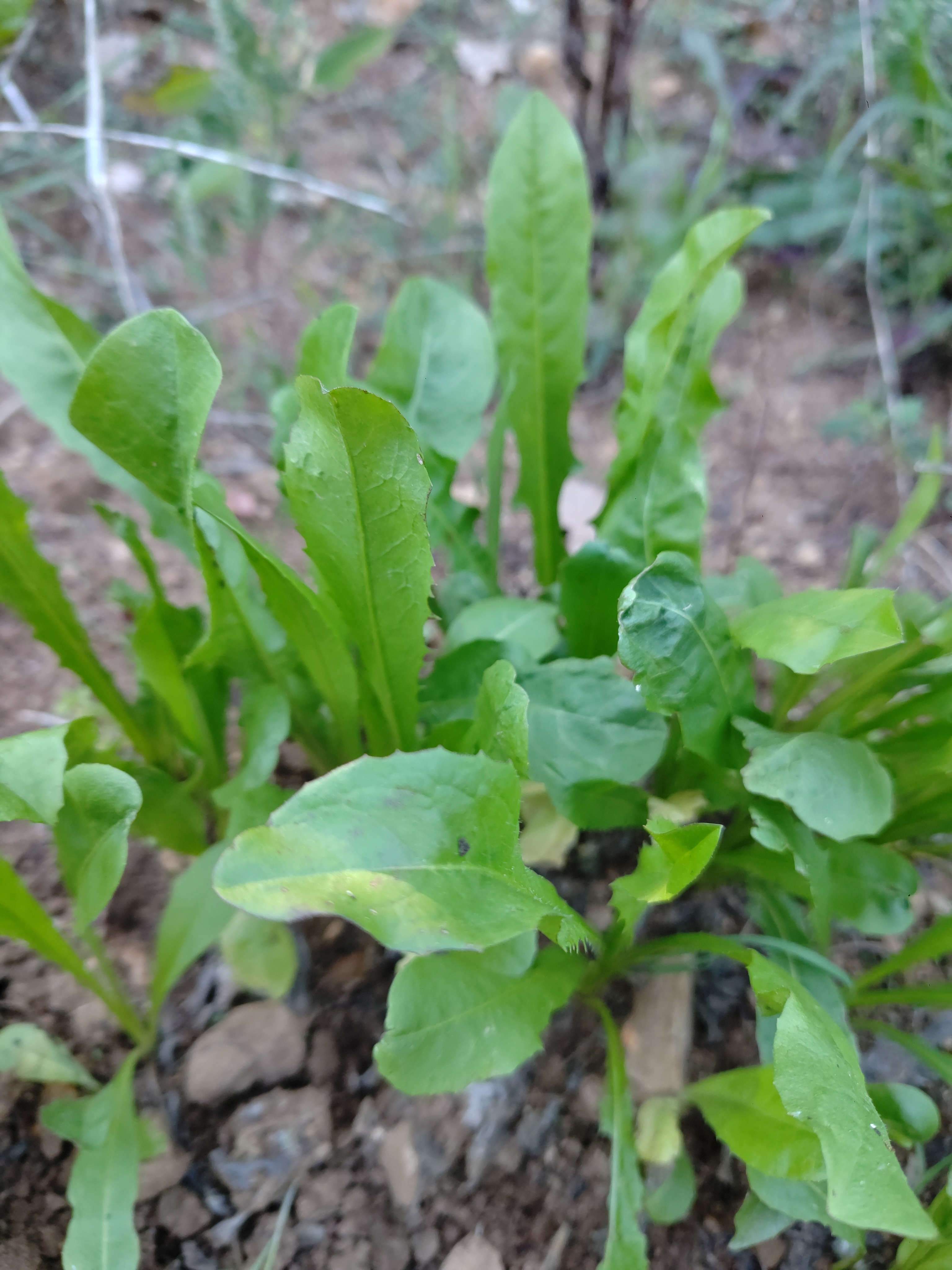 Roquettes Jeunes pousses