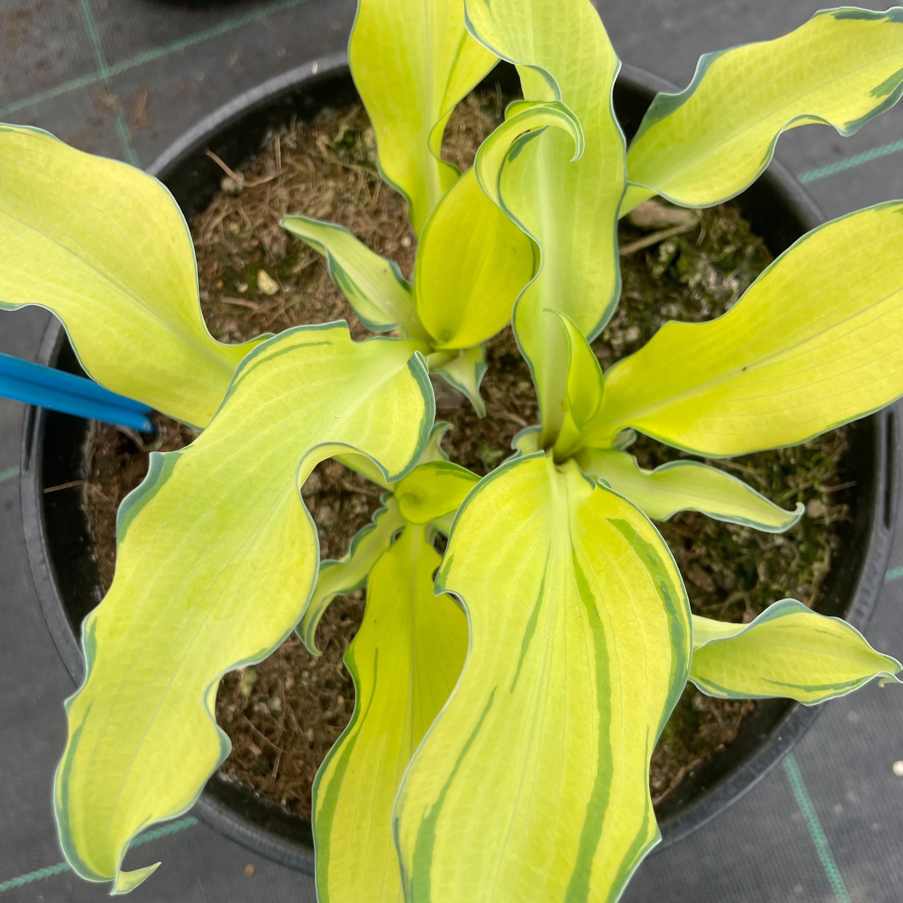 Hosta 'Ripple Effect'