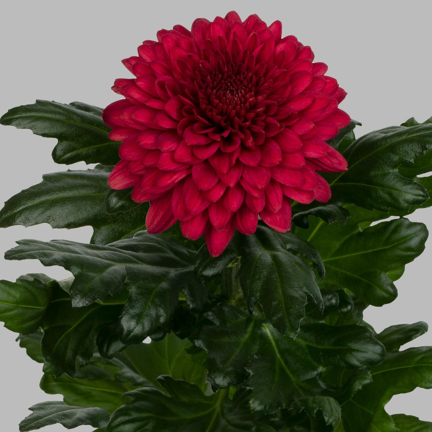 Chrysanthème rouge / Chrysanthemum