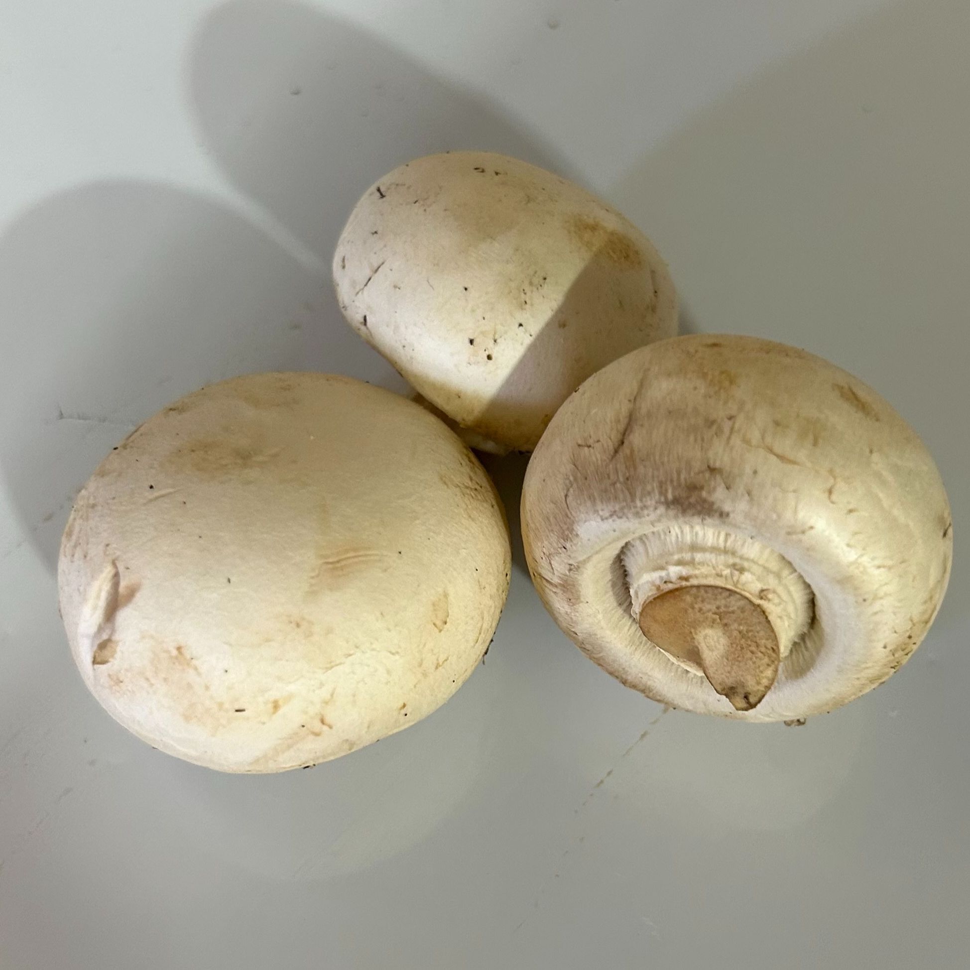 Champignon De Paris Petit Blanc