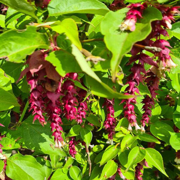 Arbre aux faisans / Leycesteria Formosa – Pot 1,4L