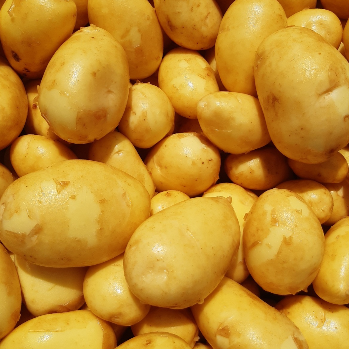 POMME DE TERRE NOUVELLE