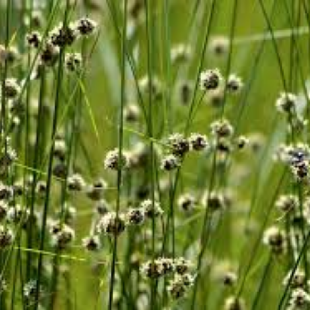 Scirpoides Holoschoenus