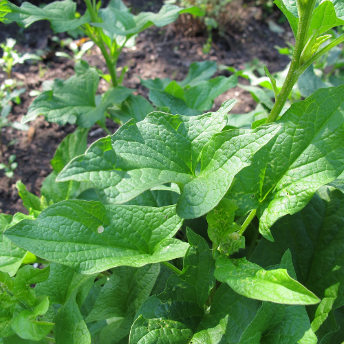 CHÉNOPODE BON HENRI Bio