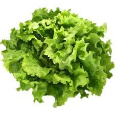 salade batavia