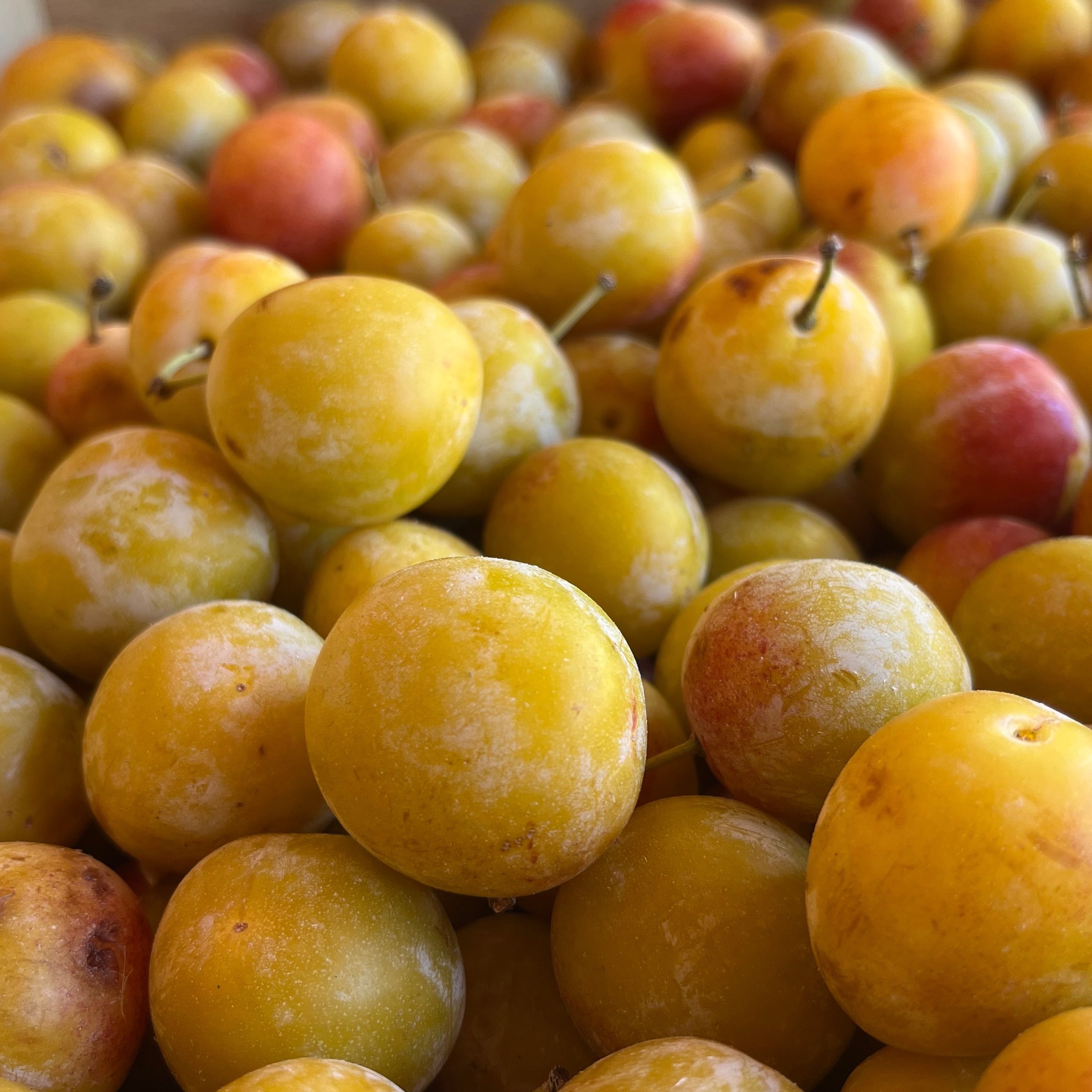 Mirabelle
