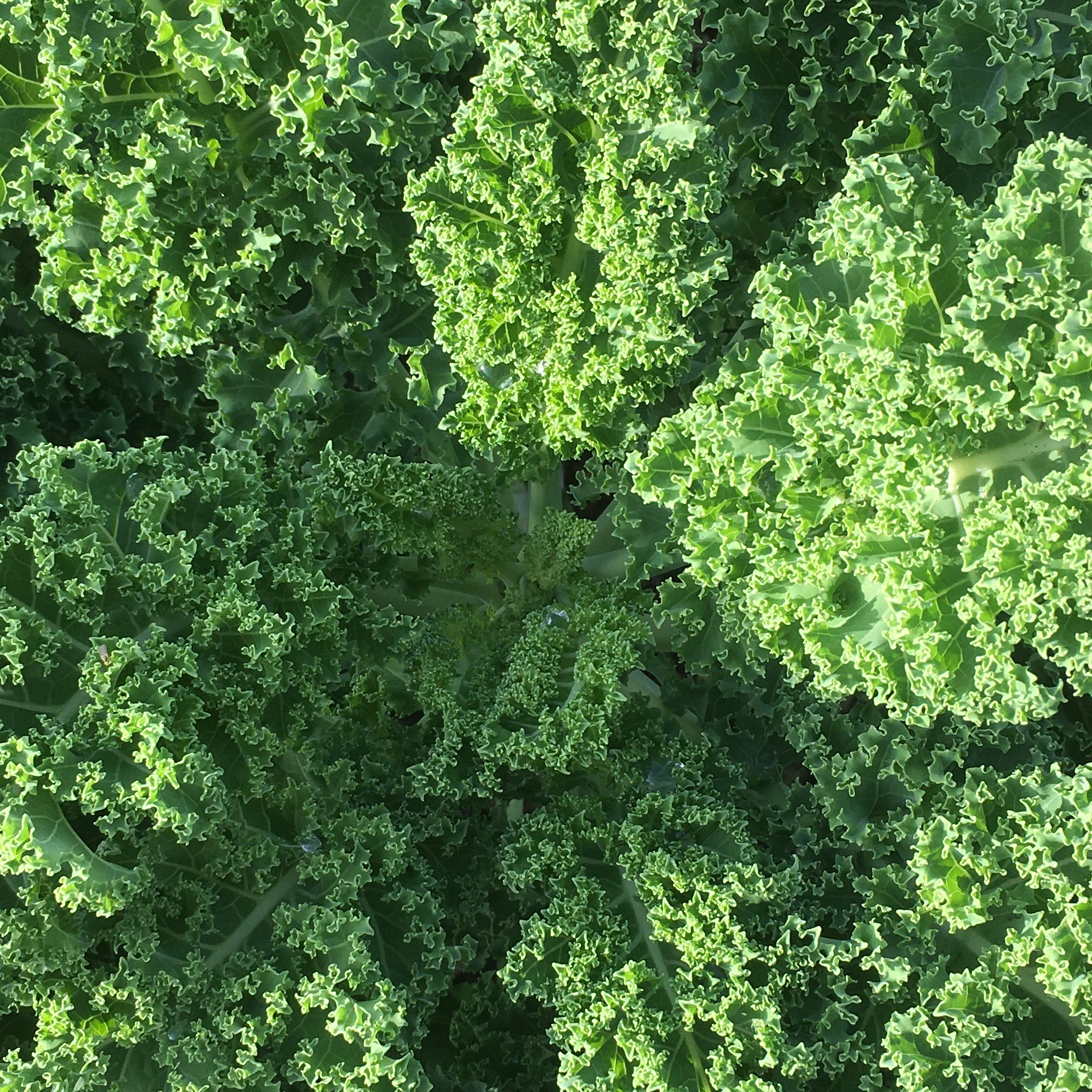 Chou kale botte - 250g