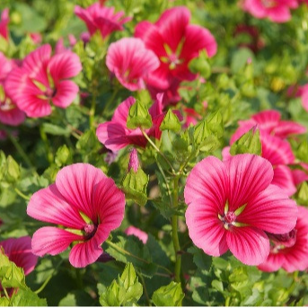 MALOPE