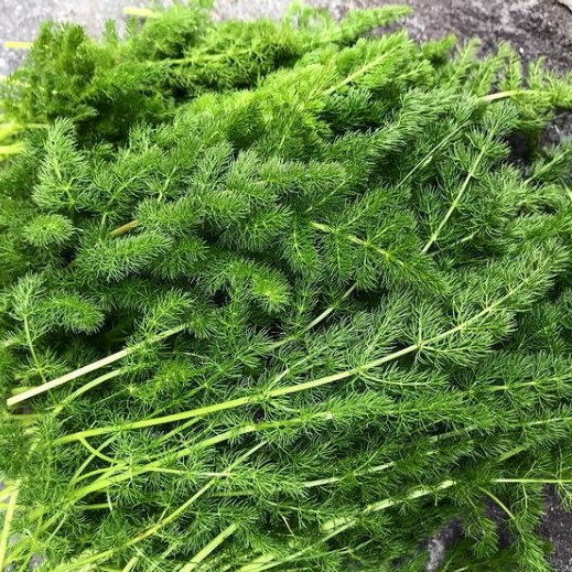 feuilles de cistre (par 20)