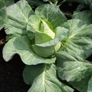 PLANT DE CHOU BLANC Pointu de Châteaurenard