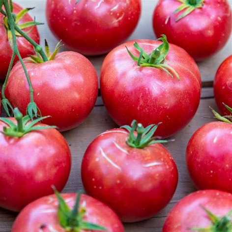 Plant - Tomate rose de Berne