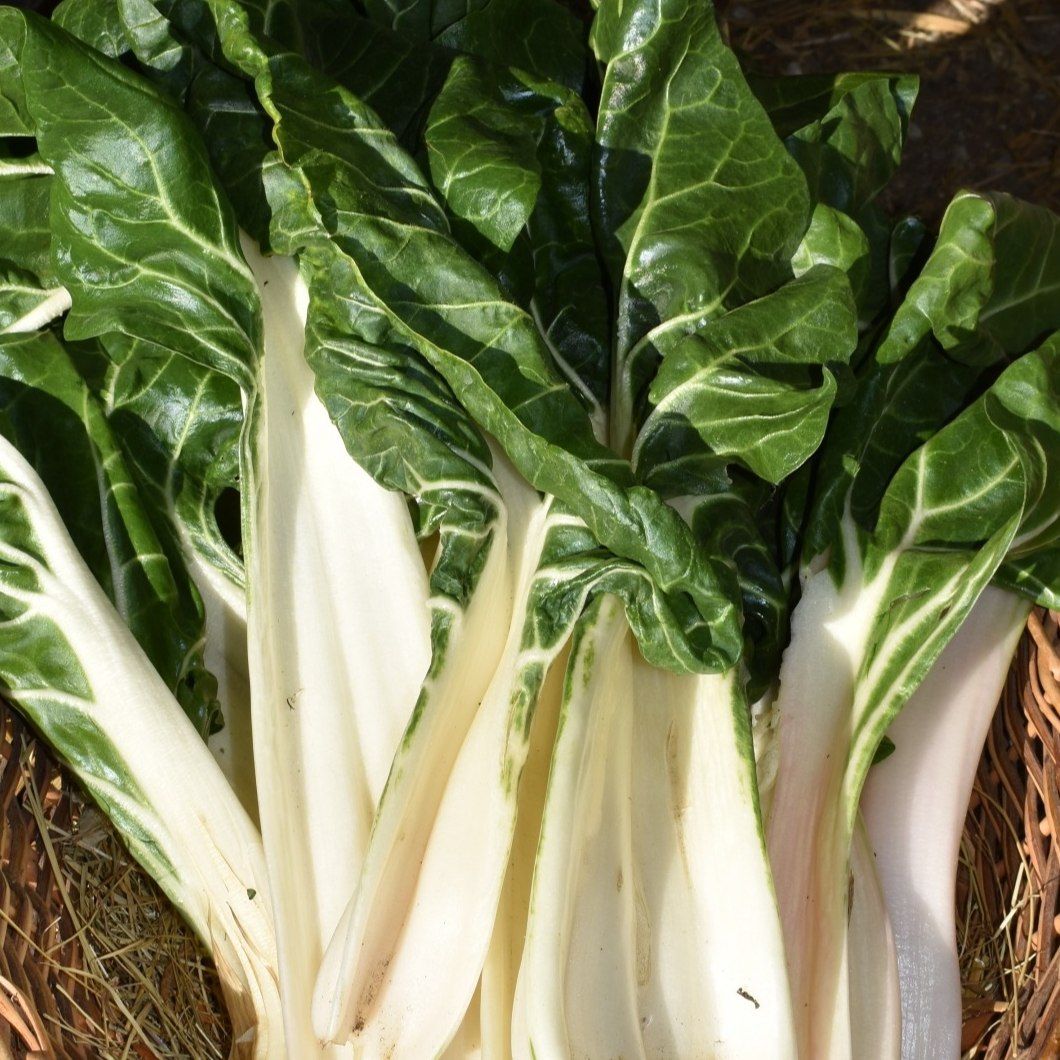 Côte de blettes Bio