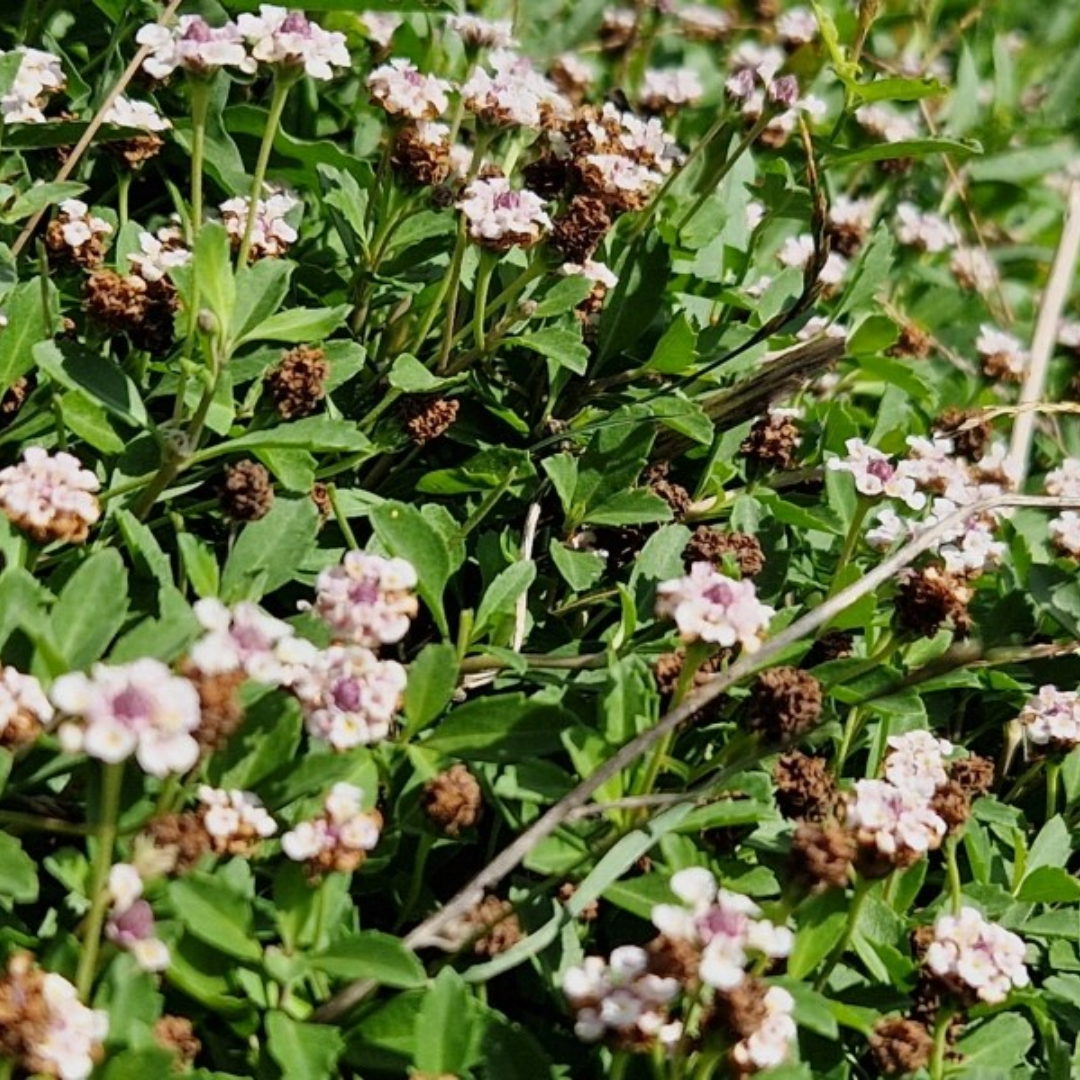 Lippia nodiflora-Phyla