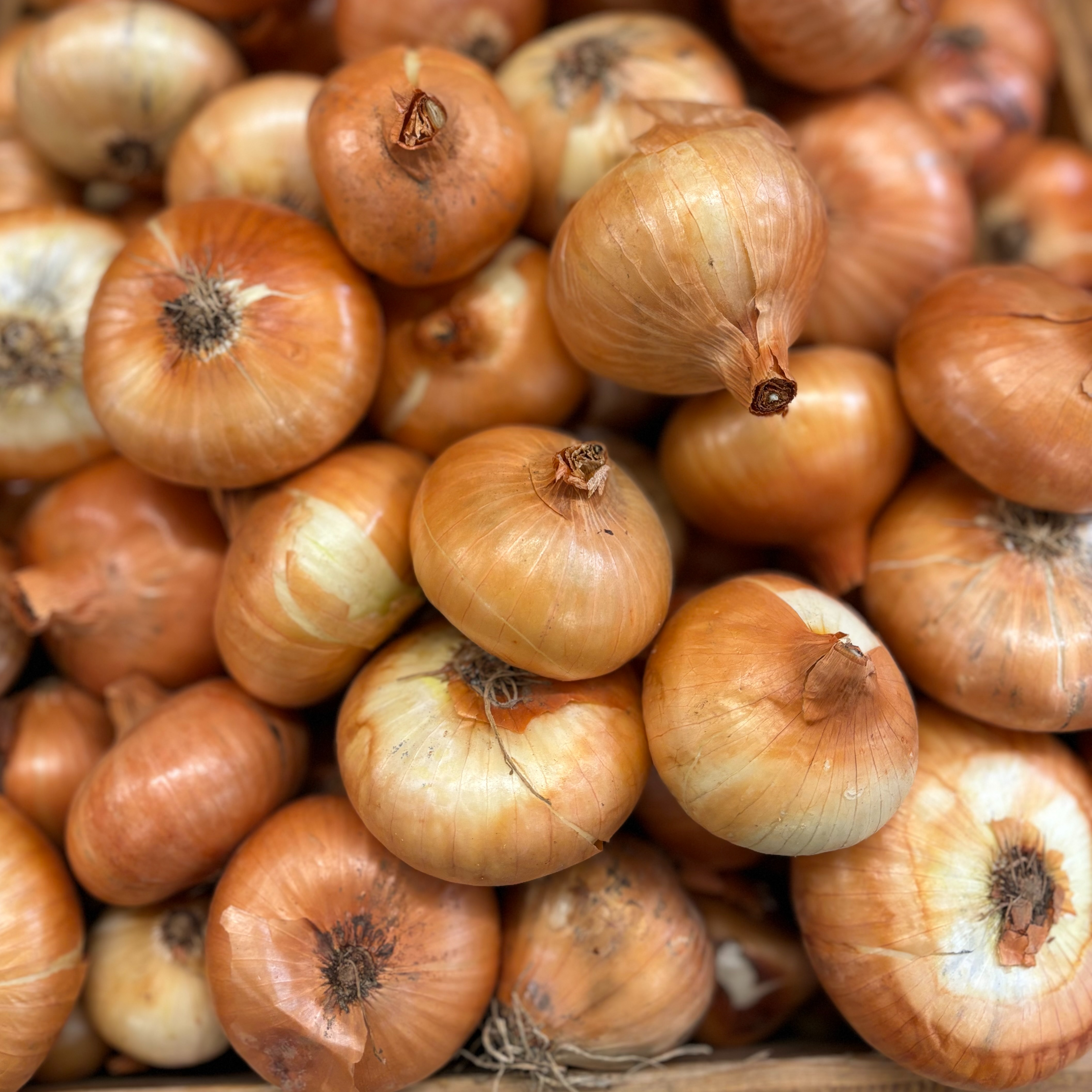Oignon jaune Bio