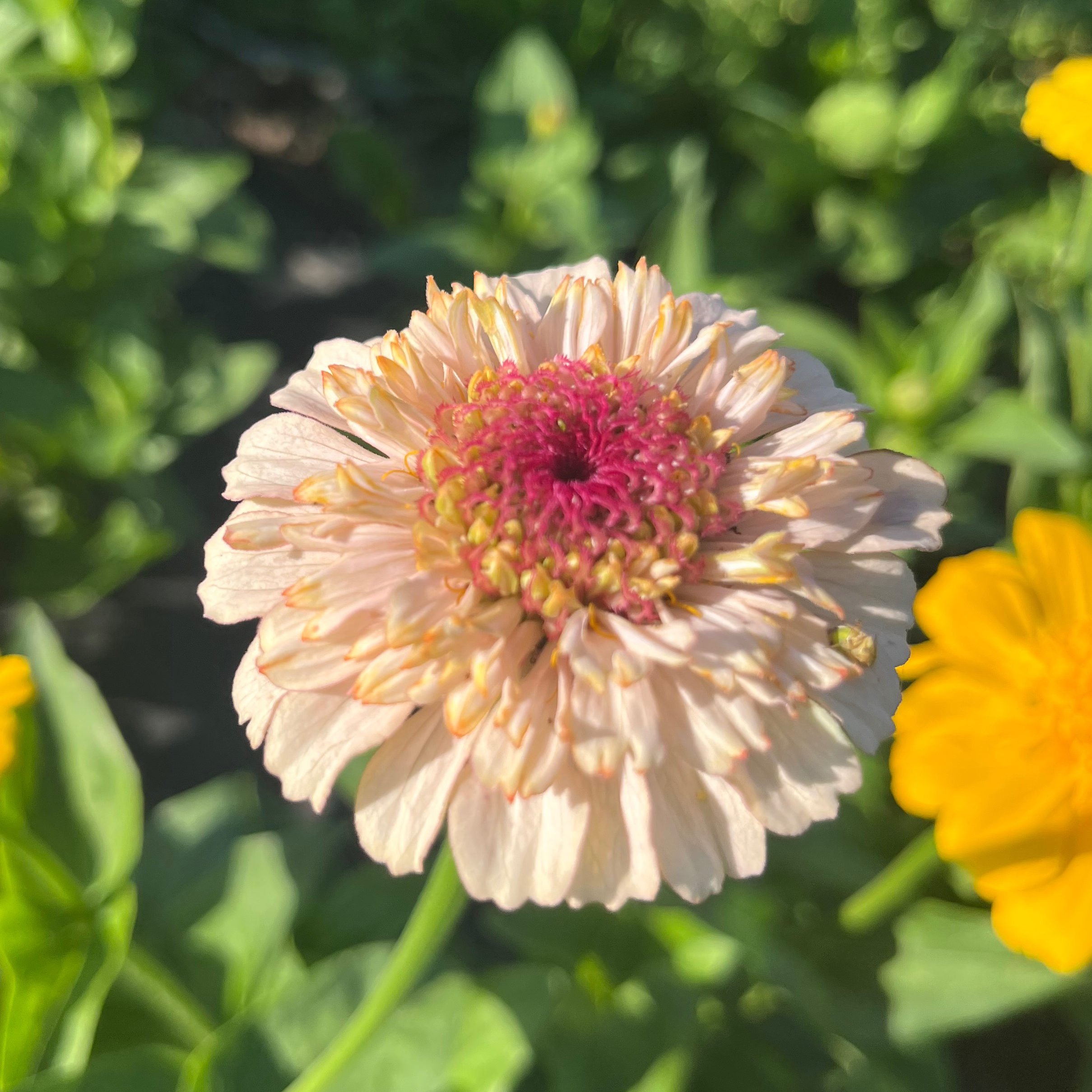 ZINNIA