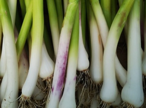 Aillet ( en botte environ 350g  ) AB