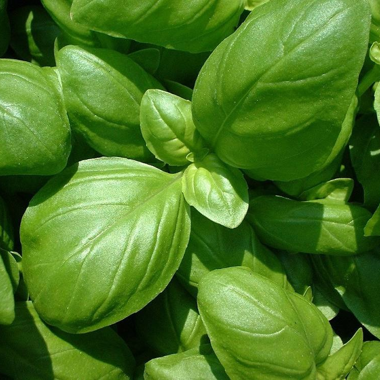 Basilic grand vert