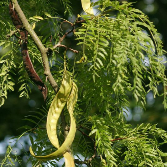 Févier d'Amérique - pot 2,5L