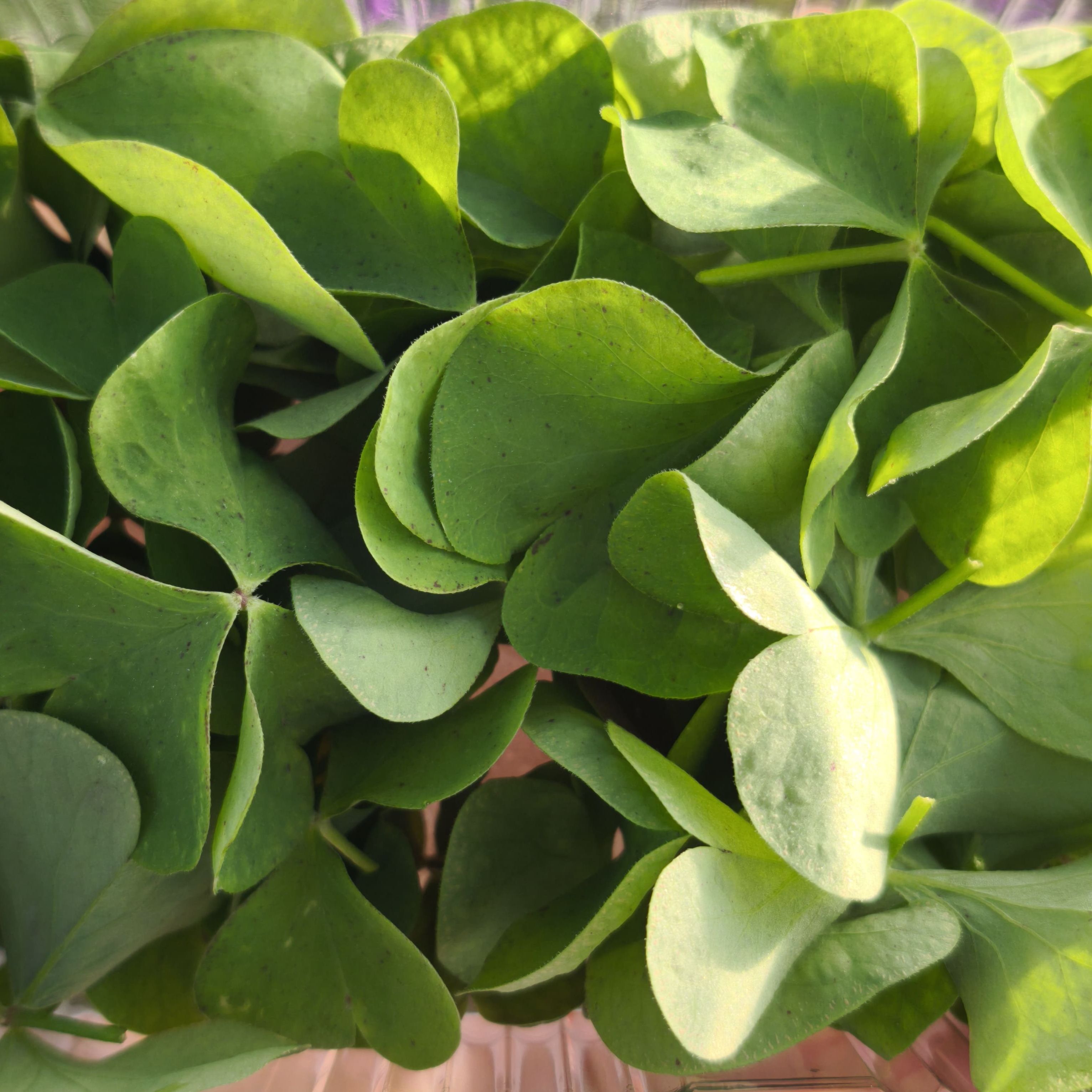 Oxalis verte (grande) x20F