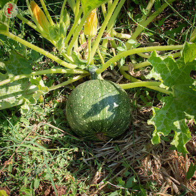 Plant de Courgette - Ronde de Nice