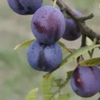Prunier - Prunus domestica "Noberte"