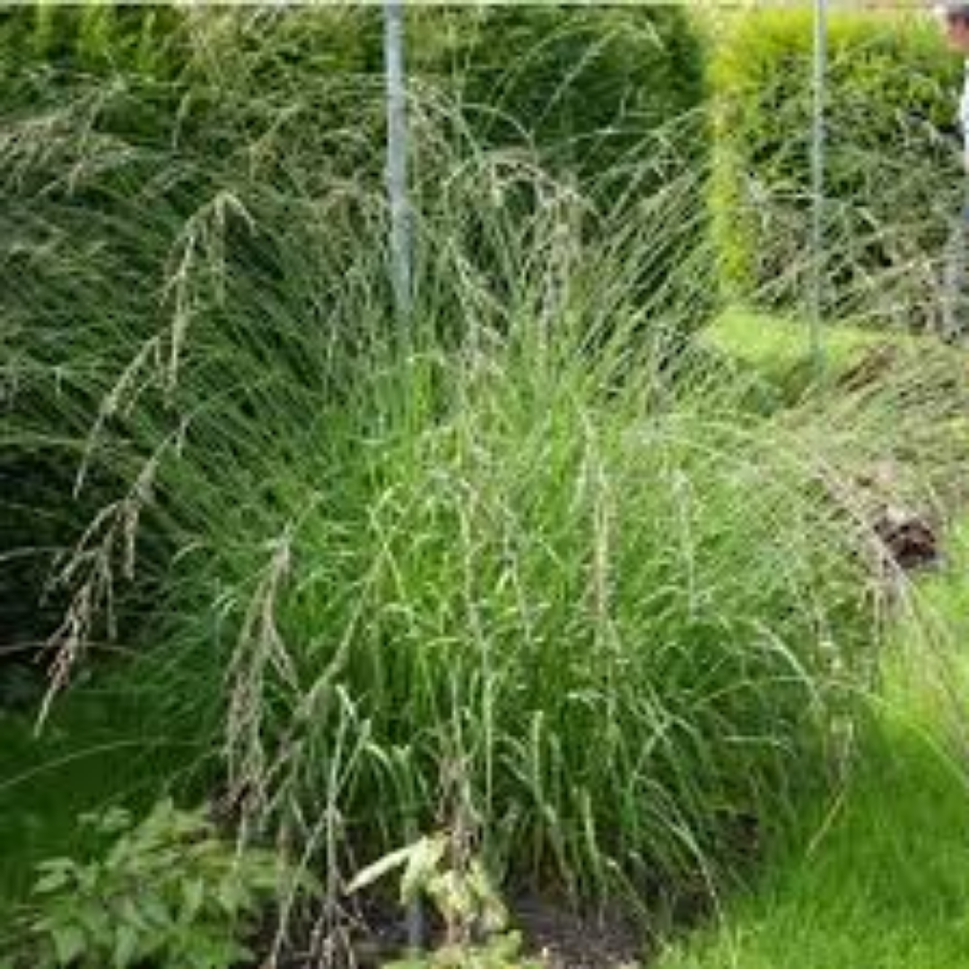 Molinia ‘Les Ponts de Cé’