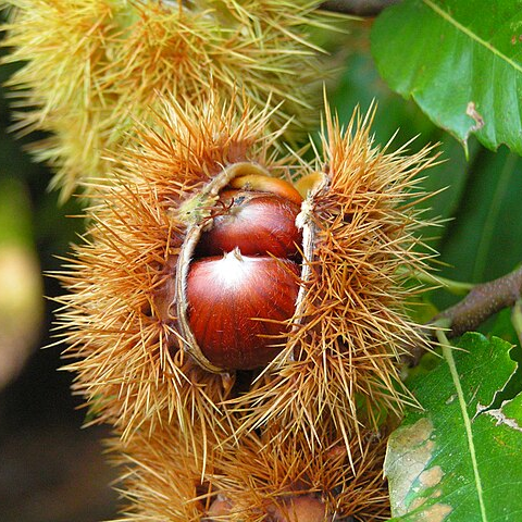Châtaignier - pot 2,5L