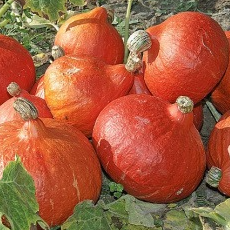 .Potimarron - 1kg