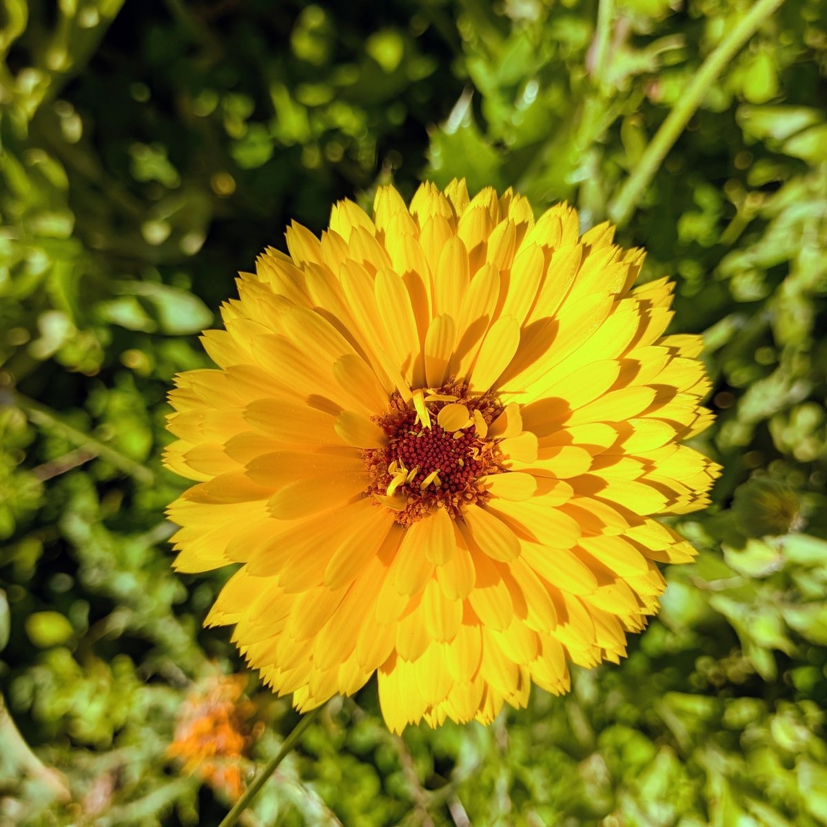 Fleurs de souci jaune - 15g - 15g