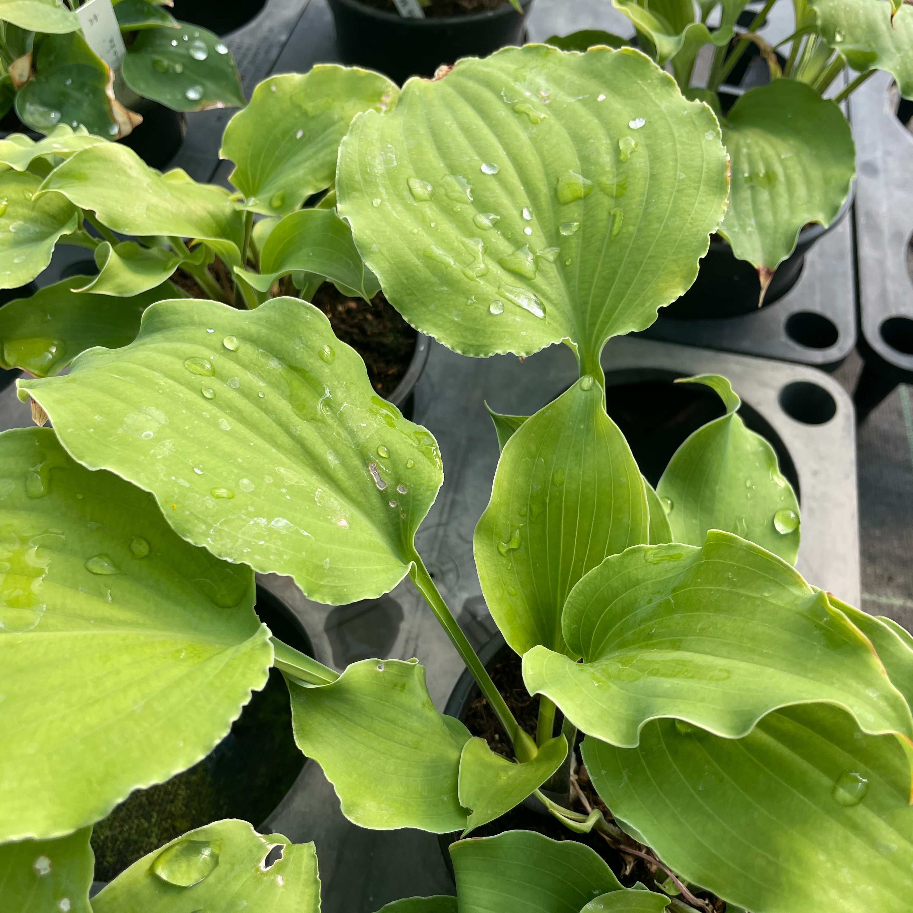 Hosta ‘Marylin Monroe’