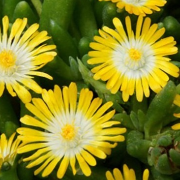 Delosperma ‘Peridot’